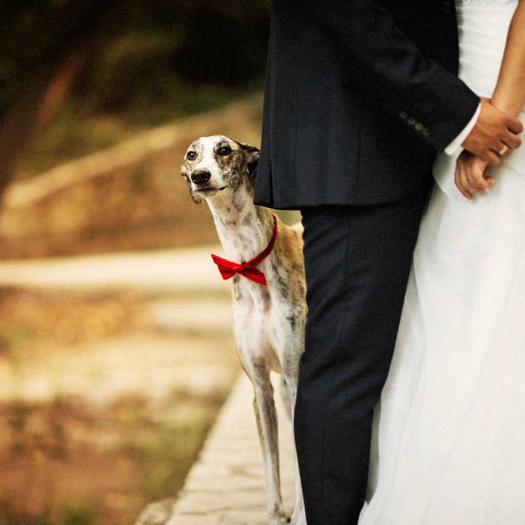How to Include Your Pets in Your Wedding Safely and Elegantly 5